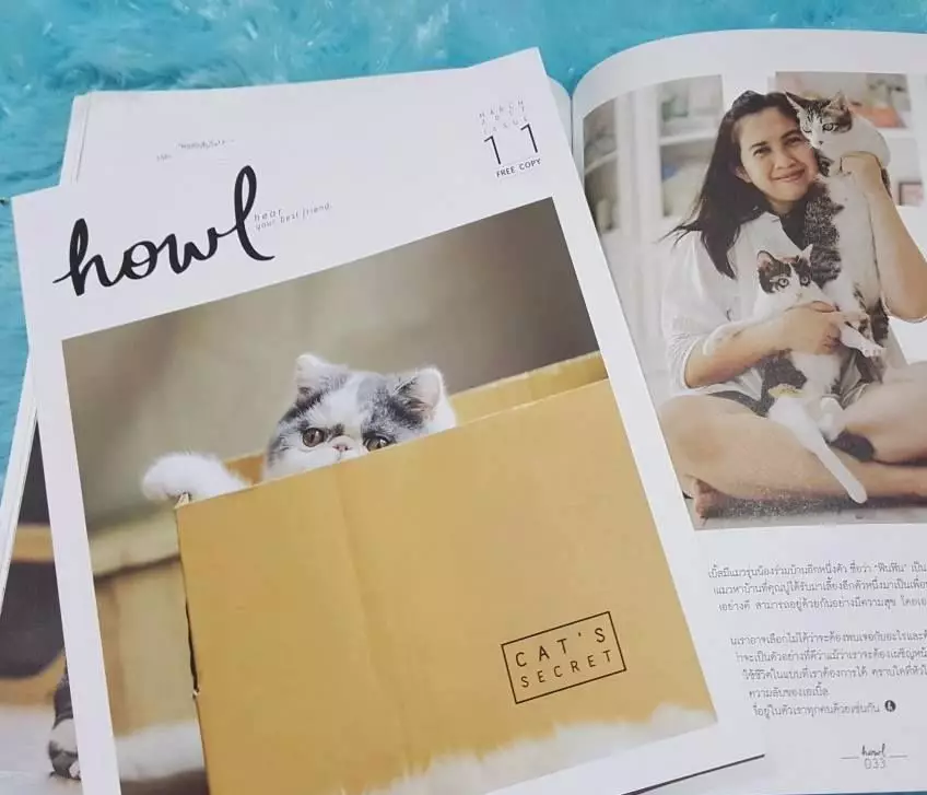 励志喵生吸粉14万人！生活不易，你却还没有一只猫努力！