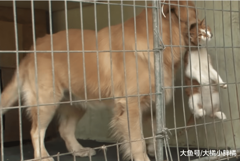 橘猫喜欢调皮金毛，可金毛总是“欺负”它，它的反应太不像猫了