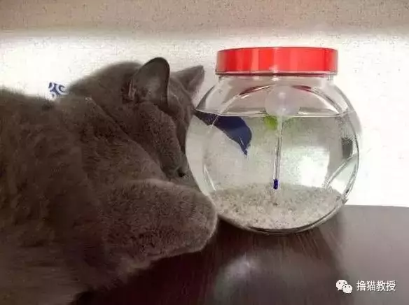 當家里有了魚缸后，貓咪就當電視看上癮了