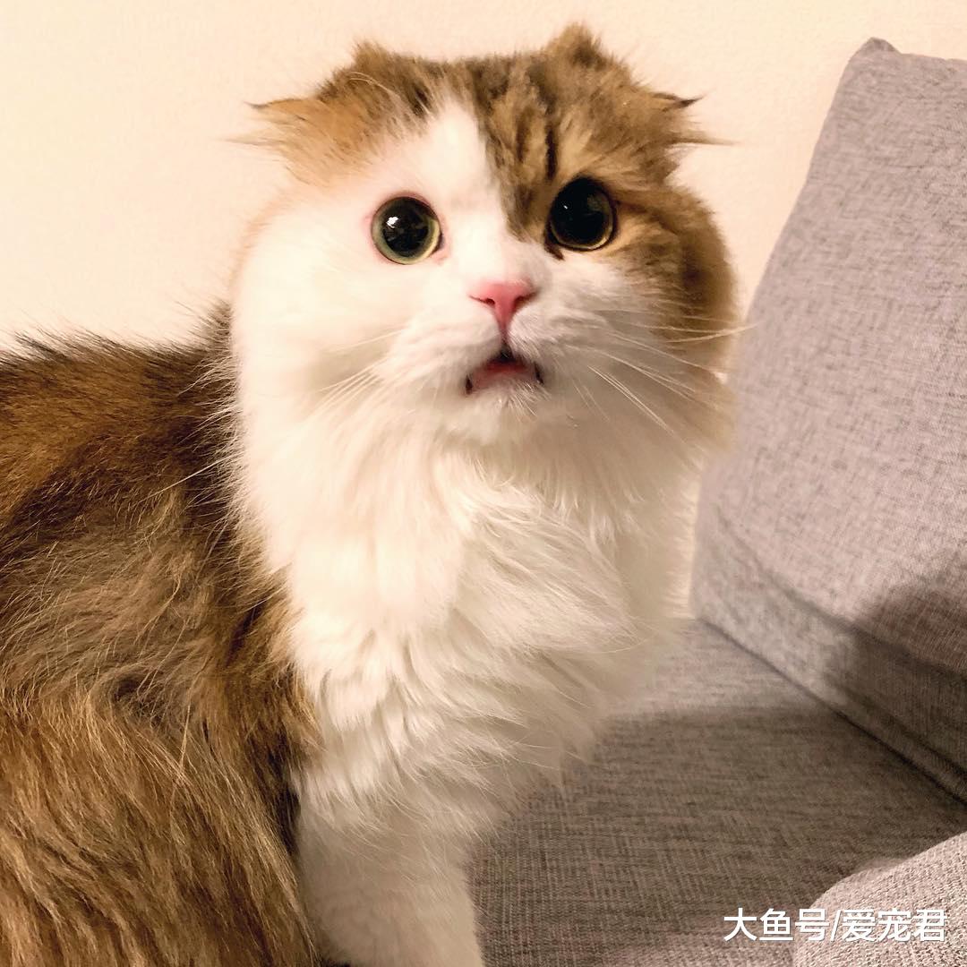 即使养在“深闺”中，猫咪也是有可能染上跳蚤的哦，该如何应对呢