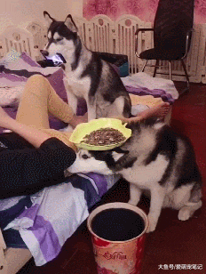 两只二哈今年才一岁，总向主人“献殷勤”，混口饭吃果然不容易！