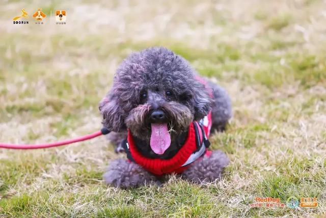 彩跑现场|作为广州人, 和狗开年彩跑好彩到爆