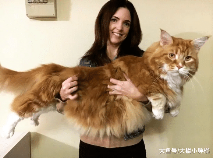 猫咪体型不比狗狗小，偷食都是明着来，狗狗：坐着都还比我高一截