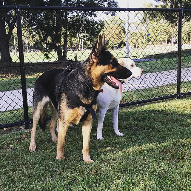 主人牵霸气牧羊犬遛弯，镜头向下一带网友笑喷了：这反萌差有点大
