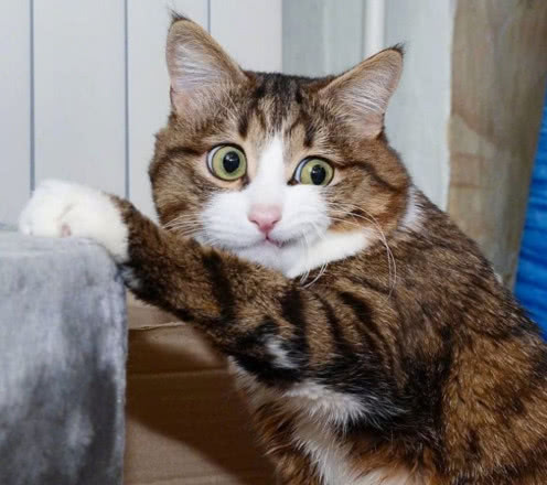猫咪身残志坚，努力活成网红表情包，从此走上喵生巅峰
