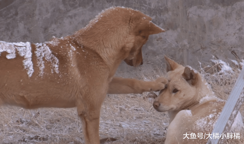 2只狗狗被救后赖在店里不走，被驱赶后，一个暖心动作打动了老板