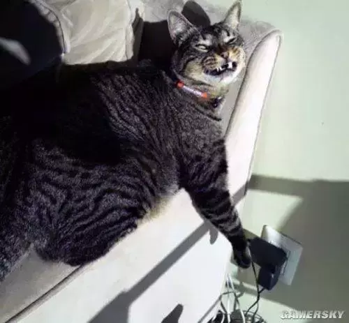 为什么我觉得猫是很恐怖的动物呢？