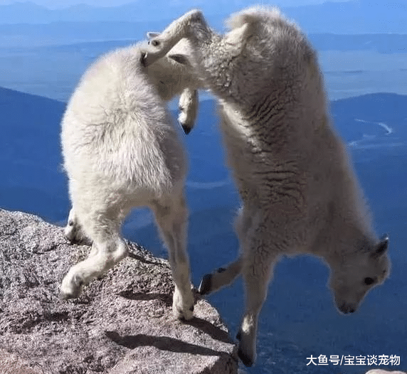 它们是世界上最厉害的“攀岩高手”，有恐高症的不要看！