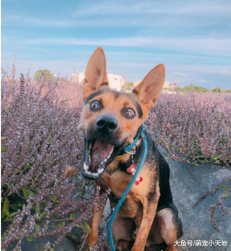 幼犬印堂發黑，長大后滿臉黃配M字黑劉海惹人笑：抱錯狗了吧？