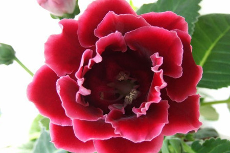 大岩桐的种植方法有哪些，知道这些养护方法，来看看吧