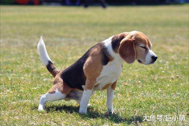 什么是狗狗膀胱感染？会有什么症状？得了膀胱炎该怎么治呢？