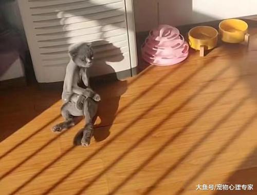 嫌猫咪太胖给它剃毛，隔天准备喂食时，凑近一看瞬间清醒了