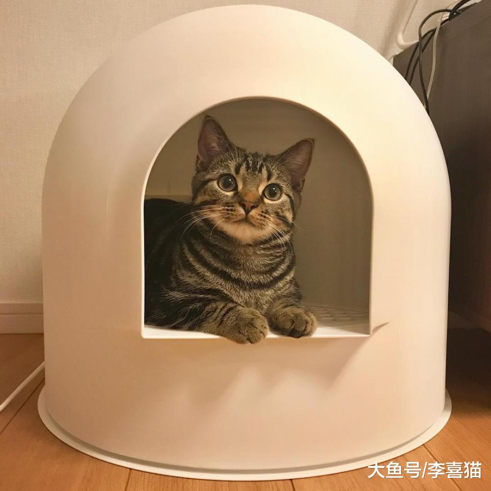 貓咪愛玩貓砂不全是因為好奇心強，還有可能是這幾個原因