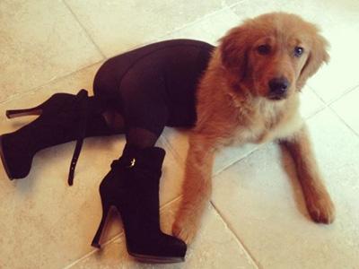 关于养狗, 狗狗想让你知道的这几件事, 你家狗有没有偷偷告诉你?