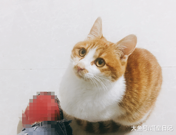 铲屎官分享自家橘猫成长史，朋友惊呼：这就是传说中的大变活猪？