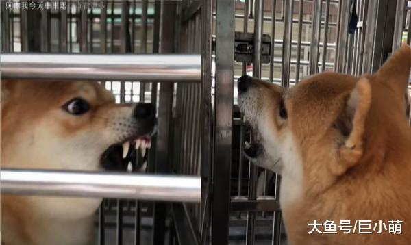 柴犬坐车看到同学，每次打招呼总要吵架，隔壁中华田园犬超淡定