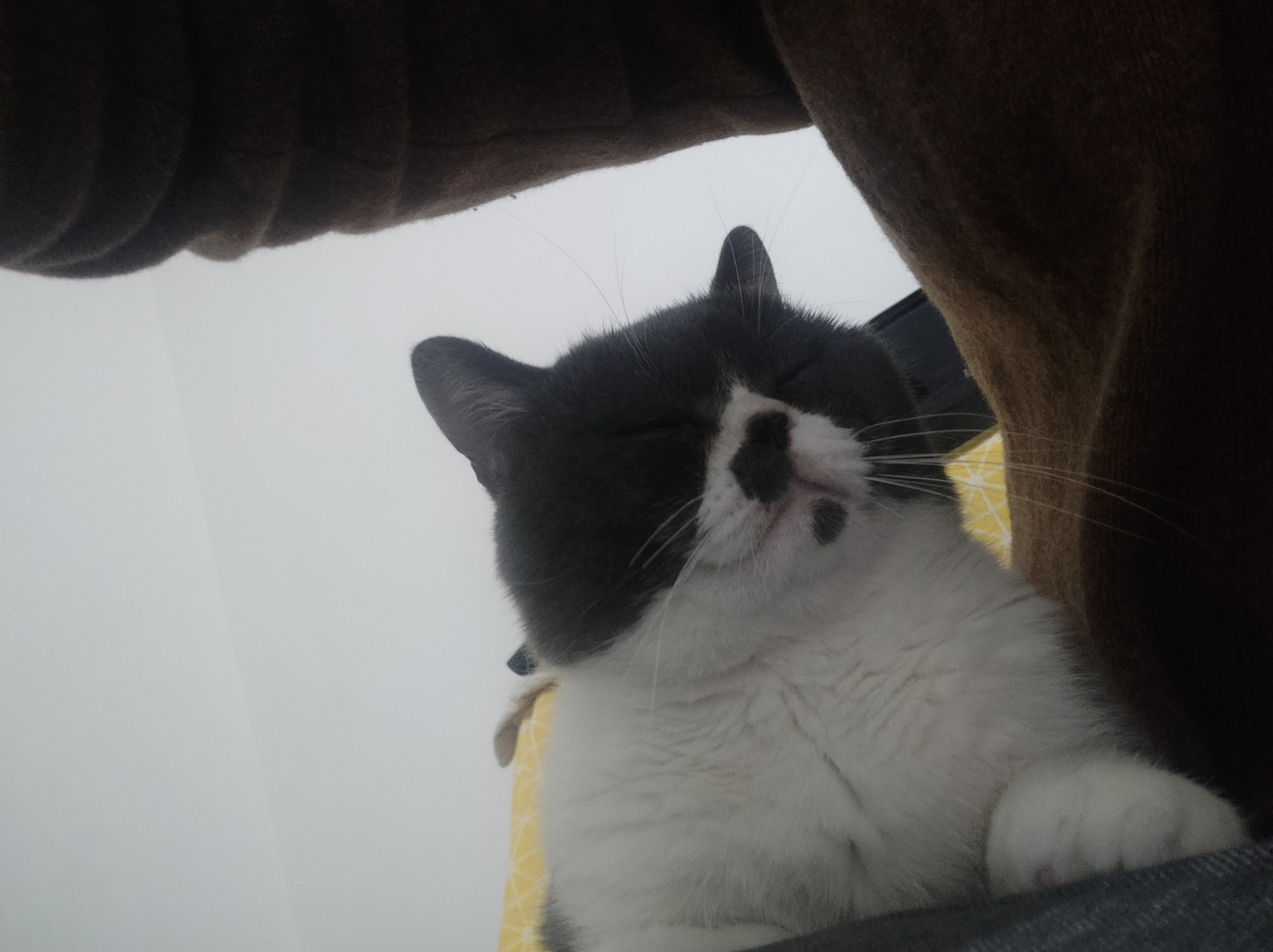 猫咪被主人抚摸就打呼噜什么原因？宠物专家：看完这些你就知道