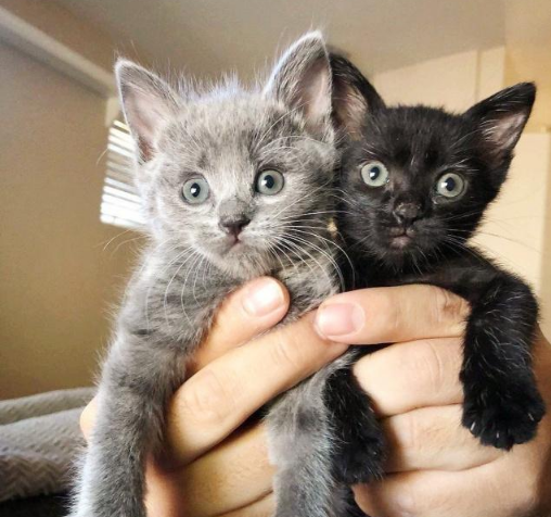 还没睁眼就生活在学校草丛中，被好心人发现时，它还紧紧抱着妹妹