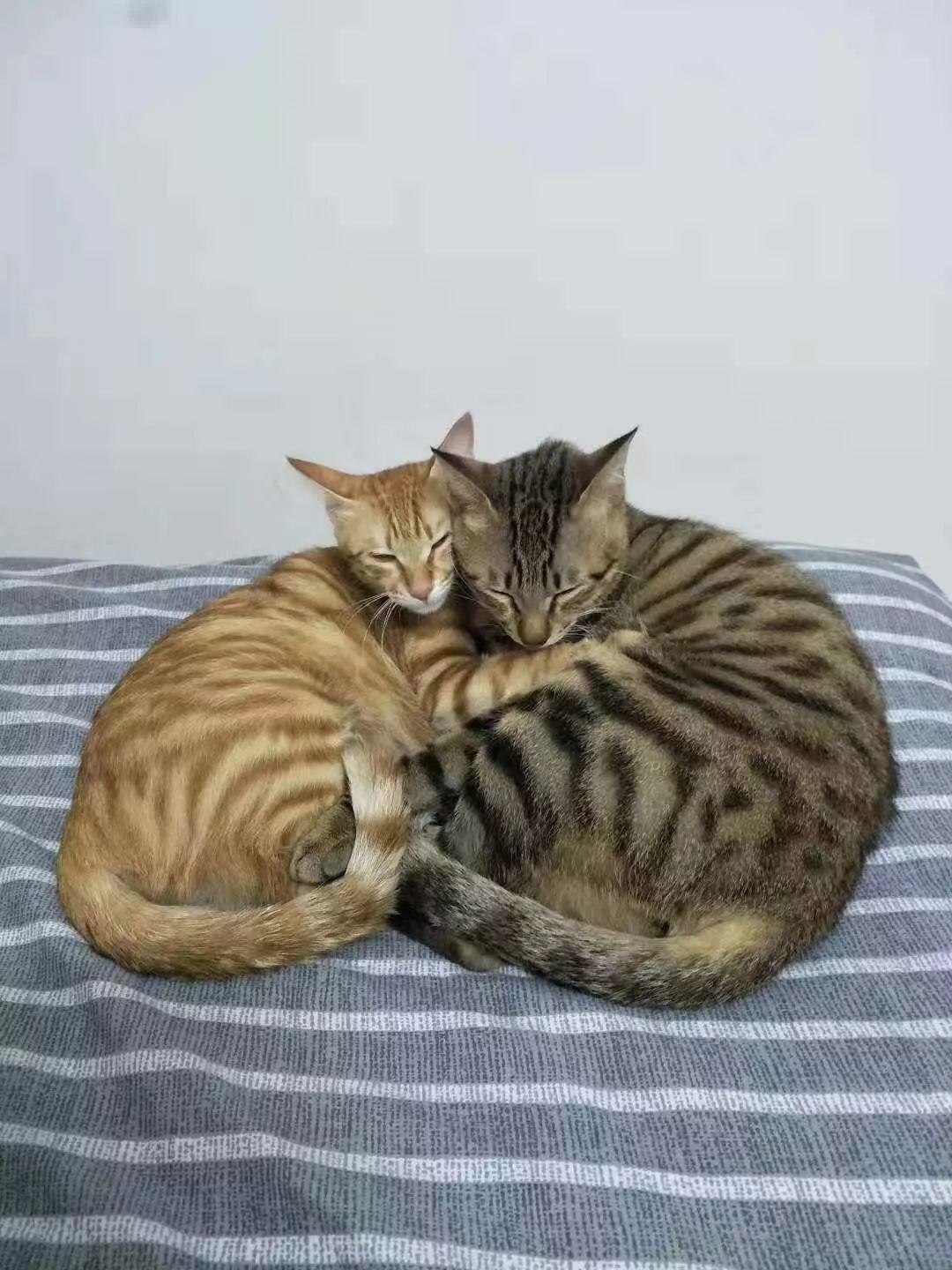 谁告诉你绝育之后就不能怀孕了？