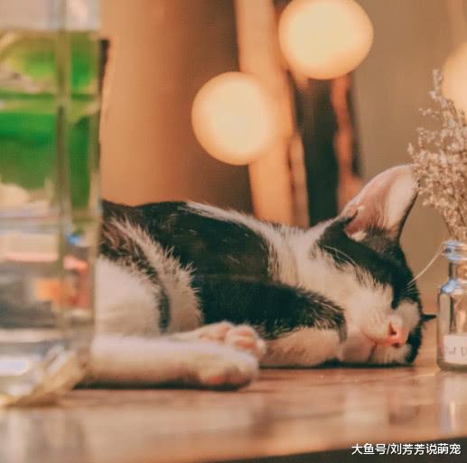 养猫为了不让猫咪抓沙发而给猫咪断指有多残忍，有什么危害