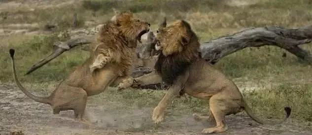 陆地最凶猛的十大动物！老虎仅第三 第一名毫无争议！