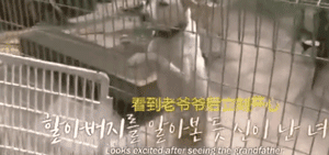 真实版“忠犬八公”：我用尽全身力气，只为再见你一面…