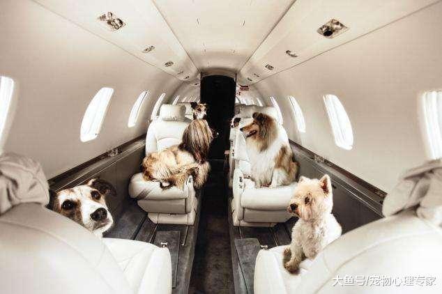 春節帶狗出行選擇航空托運？并非所有的狗狗都上得了飛機