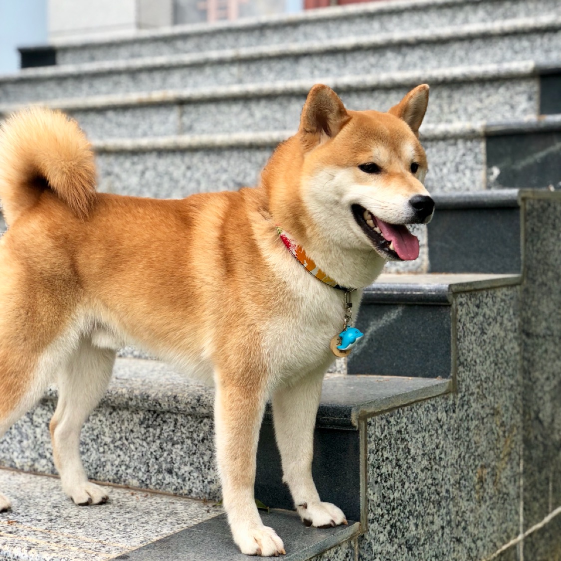 辟谣：剩饭剩菜给狗狗吃也能养的很健康？