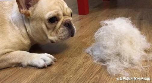 不要盲目跟风养狗，狗有几个明显缺点，很多人无法接受