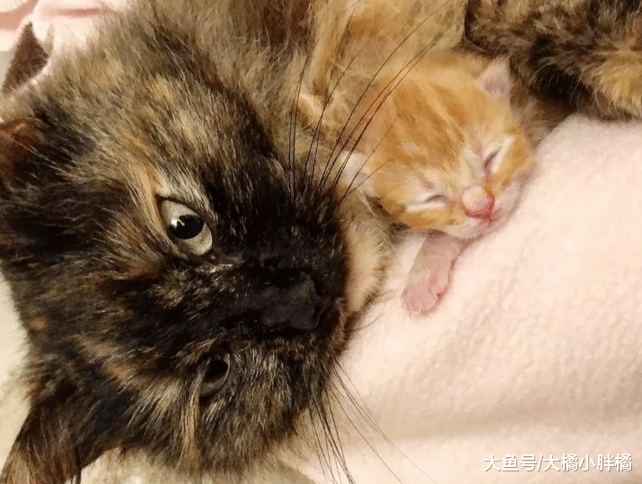 流浪猫刚生下4只小猫，却遇上绵绵阴雨，小猫的叫声救了猫咪一家