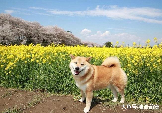 脾气好，性格好的5种狗狗，想撸狗就养它们，怎么撸都不会恼火