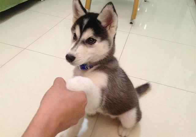 狗狗用爪习惯也有差异,右边冷静左边温柔,那左右混用是什么?