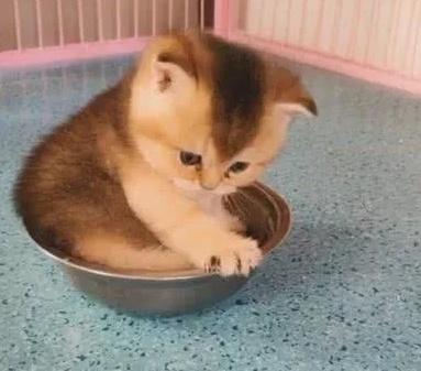 小奶猫看到饭盆就躺里面, 小猫还虎头虎脑的看着一脸无奈的主人