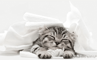 猫很容易爱上玩纸，铲屎官得小心猫患病，纠正猫咪恶习只需学2招