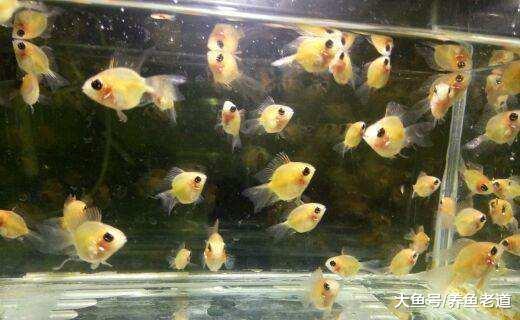 比七彩和燕魚還要難養的一種小觀賞魚，魚友們敢挑戰嗎？