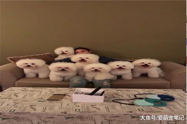 宠主先后养了七只比熊, 个个颜值爆表, 网友: 这可是一堆人民币啊