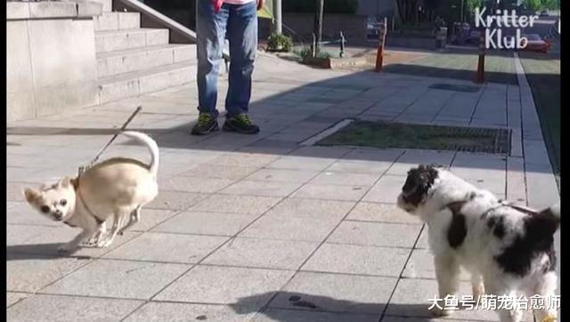 爷爷腿脚不方便，仍要拄着拐杖出门，只为了要带13岁的狗狗遛弯！