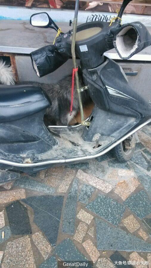 路边发现流浪汪，超暖网友想尽办法骗它回家的暖心过程人超感动