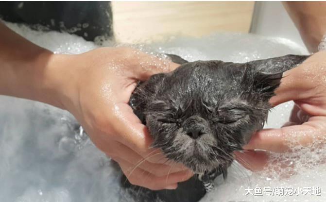 主子臭脸泡SPA，按下神秘钮秒呼噜翻肚吹毛惊呆美容师