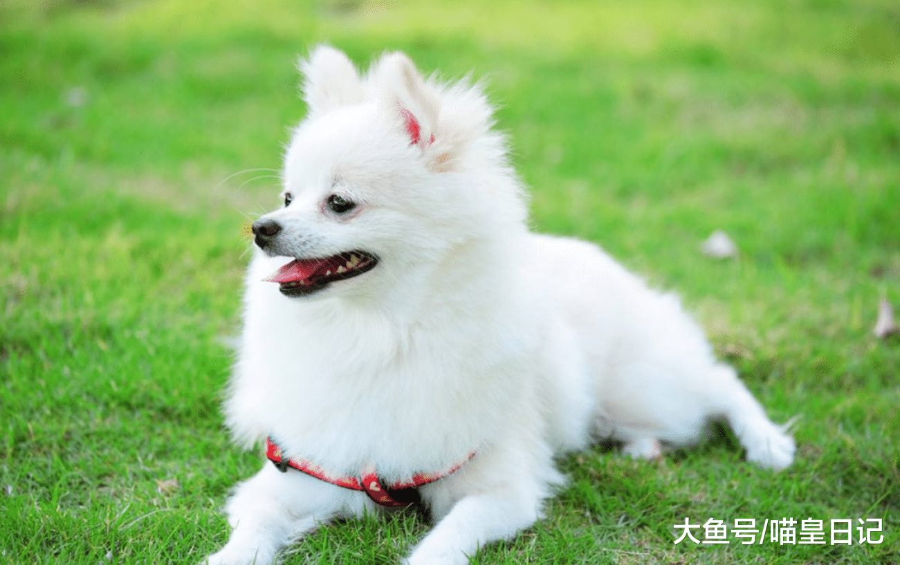 养狗小课堂: 让狗狗愉快地待在狗笼中, 你需要知道这六个小技巧!