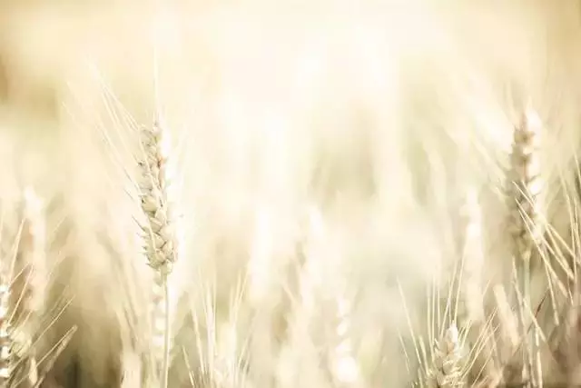 摄影技巧：三分钟，让你了解景深是什么意思