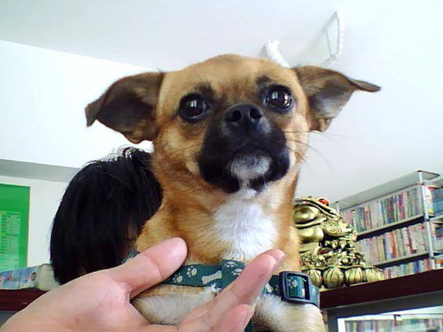 男子护子心切暴打流浪狗，遭爱狗人士“人肉”围攻！