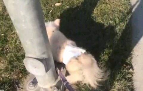 13年的陪伴, 我要送我家狗狗最后一程