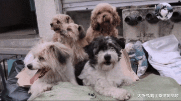 大叔收留了5只流浪狗，每天一起捡破烂，就像是自己的孩子