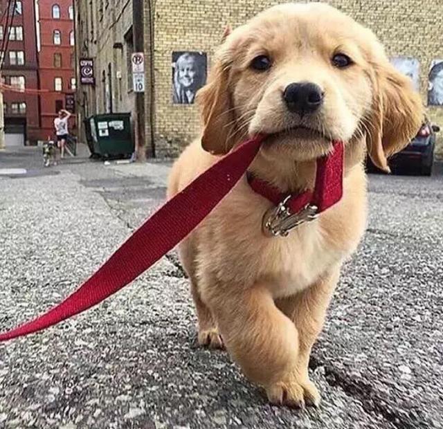 養金毛犬需要付出的5個代價，看完你還敢養嗎？