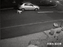 宠物狗被主人当街抛弃，监控拍下全程，整个过程让人愤怒！