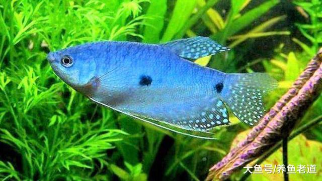 飼養觀賞魚，這些情況下魚缸里就不要放鹽了！