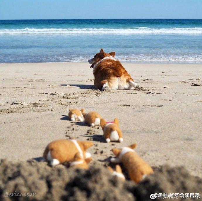 导盲犬服役3年后又见到养大自己的主人