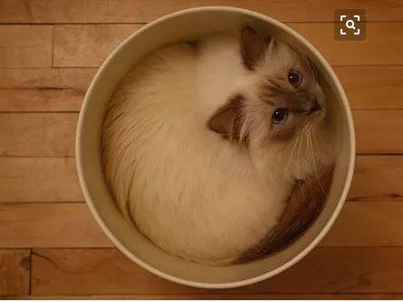 名声在外的液体喵星人们竟然会卡在墙壁里, 难道这些猫是水泥猫?