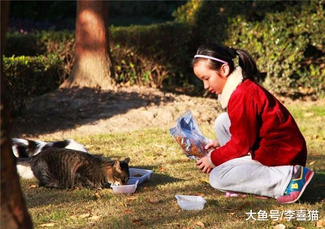 流浪猫生活很自由？了解过它的四种生活后便知道，比想象中更难过